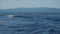 Striped dolphin family big pod jumping in mediterranean sea