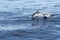 Striped dolphin jumpin at sunset mother and baby