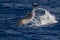 Striped Dolphin while jumping in the deep blue sea