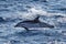 Striped Dolphin while jumping in the deep blue sea