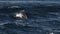 striped dolphin jumping slow motion