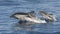 Striped Dolphin - Stenella coeruleoalba - Mother and two babies - Mediterranean Sea, Canet-en-Roussillon , France