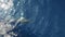 striped dolphins while jumping in mediterranean sea liguria italy slow motion