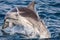 Striped dolphins jumping outside the sea