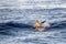 Striped dolphins jumping outside the sea at sunset