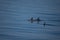 Striped dolphins in the Ligurian sea.