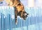 striped domestic cat climbs a wooden fence in a village in a clear winter garden
