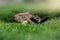 striped domestic cat on a free walk on a green lawn