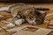 A striped domestic cat with a sore eye lies on a colored carpet. The treatment of domestic animals