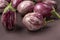 Striped eggplant on a dark background. Home harvest and organic  concept