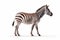 Striped Elegance: Graceful Zebra Standing Proud on a White Background