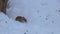 Striped field mouse Apodemus agrarius is looking for food on white snow