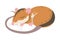 Striped Field Mouse as Small Rodent with Long Tail Cuddling Vector Illustration