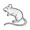 Striped field mouse sketch vector illustration