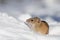 Striped Field Mouse in snow