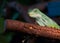 Striped Fijian iguana