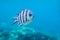 Striped fish in the Indian Ocean