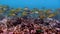 Striped fish shoal on a blue background of water in ocean on Galapagos.