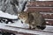striped fluffy gray cat stray sits on a snow-covered bench in the park. The concept of homeless animals. Help animals in