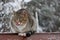 striped fluffy gray cat stray sits on a snow-covered bench in the park. The concept of homeless animals. Help animals in