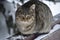 striped fluffy gray cat stray sits on a snow-covered bench in the park. The concept of homeless animals. Help animals in