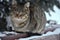 striped fluffy gray cat stray sits on a snow-covered bench in the park. The concept of homeless animals. Help animals in