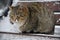 striped fluffy gray cat stray sits on a snow-covered bench in the park. The concept of homeless animals. Help animals in