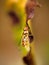 Striped Fly on Edge of Leaf