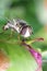 Striped fly Syrphidae - hoverfly collecting nectar from peony in the garden