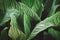 Striped Foliage of Canna Lily Plant in Dark Tone Color as Abstract Pattern Background