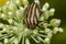 Striped forest bug on a flower