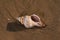 Striped Fox Horse Conch on wet sand on the beach at sunrise. Pleuroploca trapezium. Natural Seashell.