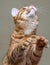 Striped ginger cat standing on its hind legs