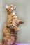 Striped ginger cat standing on its hind legs