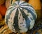 Striped gourd, Cucurbita pepo