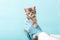 Striped gray cat in doctor hands on color blue background.Kitten vet examining. Kitten pet check up, vaccination in veterinarian