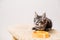 Striped gray Maine Coon kitten sits in front of bowl of food and licks its lips with pleasure