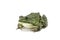 Striped green frog