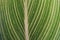 Striped green leaf texture