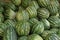 Striped Green and White Melons, Moulay Idriss Zerhoun, near Meknes, Morocco