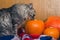 A striped grey cat sniffs a pumpkin on the British flag. Wallpapers for holiday Halloween
