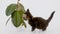 Striped Grey Kitten Playing with Home Plant on a White Background. Cat playing with ficus. Cute Funny Home Pets