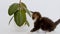 Striped Grey Kitten Playing with Home Plant on a White Background. Cat playing with ficus. Cute Funny Home Pets