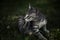 Striped grey tabby kitten sitting in the grass