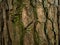 Striped, grooved and rugged pine bark. Closeup image