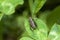 Striped Ground Cricket on a leaf, Allonemobius Fasciatus