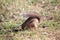 Striped ground squirrel, Euxerus erythropus