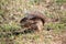 Striped ground squirrel, Euxerus erythropus
