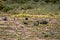 Striped Ground Squirrel family, Xerus erythropus on the blooming desert of Kalahari, South Africa