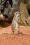 Striped Ground Squirrel (Paraxerus flavovittis)